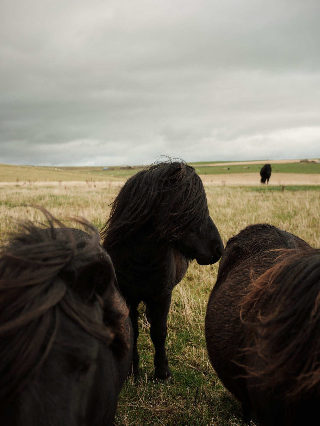 Scarf "Acre" - Field Green, Barley, Dove